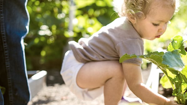 How to grow your own vegetables